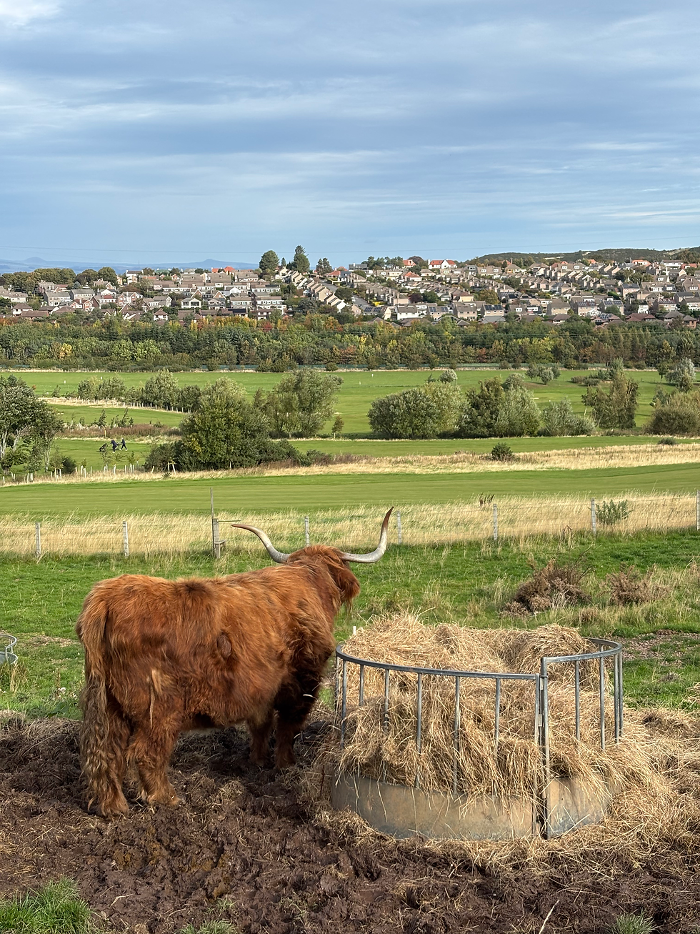 gazing at a coo gazing at Edinburgh