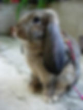 Pet rabbit on a leash makes a wonderful pet!