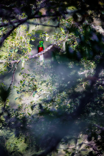 Quetzal 