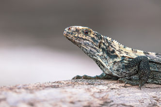 Lézard