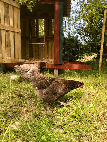 gite à la ferme, animaux de la ferme