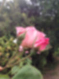 Pink Rose in Back Garden June 2017.JPG