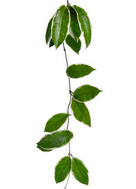 Hoya Stem