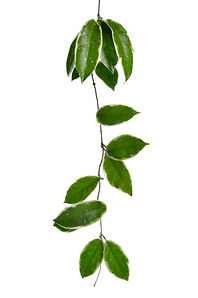hoya, wax plant