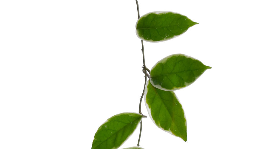 Green Vine Leaves