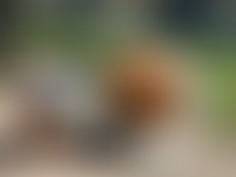 Liza's Cafe - Breakfast Burger