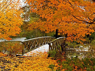 Fall Foliage 1.jpeg