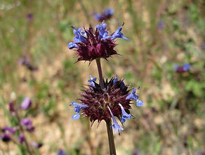 Salvia_columbariae_image6.jpg