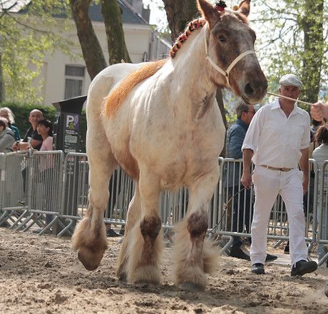 keuring trekpaarden