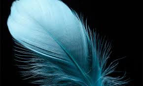 Feather . . .