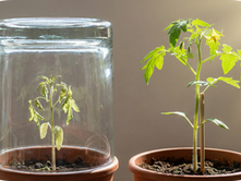 De-Moral Hazarding: The Strategic Use of Commitment Devices to Achieve Moral Benefit