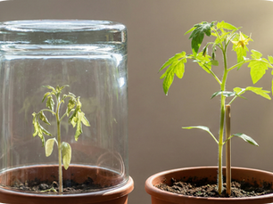 De-Moral Hazarding: The Strategic Use of Commitment Devices to Achieve Moral Benefit