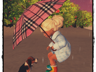 Ohh a Dog in the Rain !