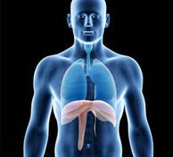 Passer la voûte du diaphragme...