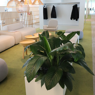 plante en pot bureaux