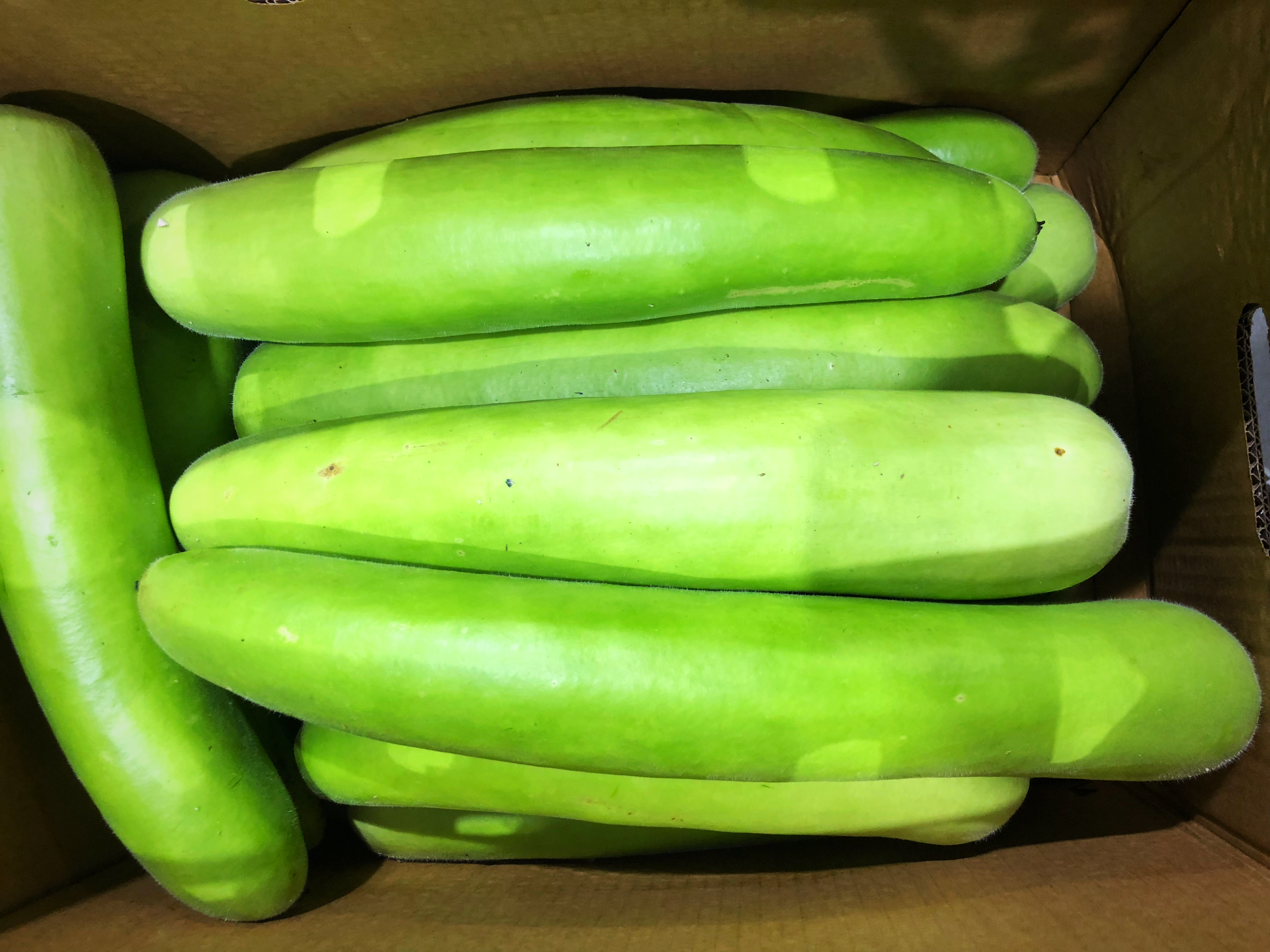 Long Melon(Opo Squash)