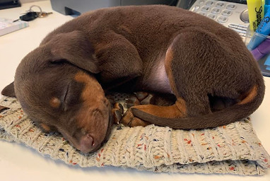 Winnie puppy.jpg