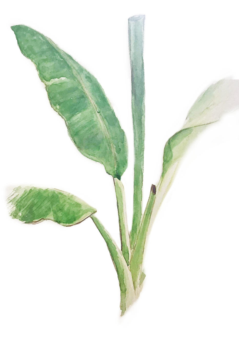 Banana Leaves | Bai tong