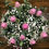 Thumbnail: Tulips in a tub