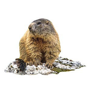 How Candelmas Day turned into Groundhog Day