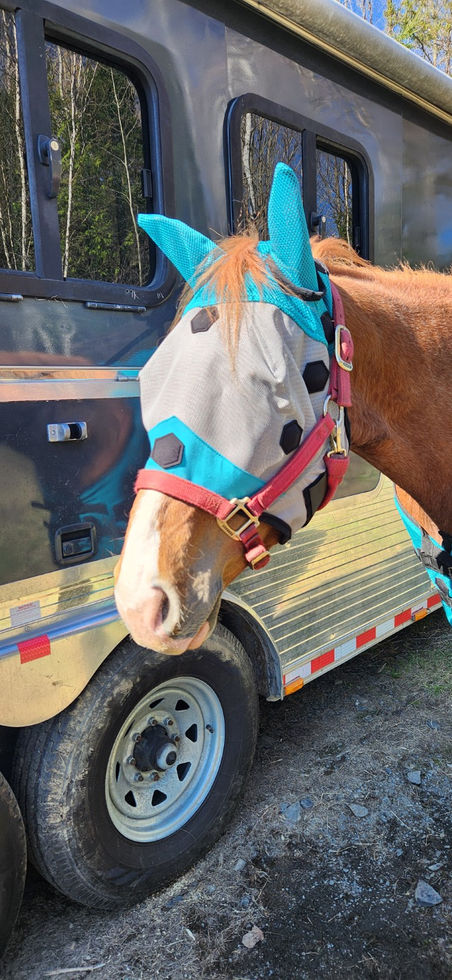 Masque magnétique pour chevaux avec technologie FIR, conçu pour favoriser la relaxation, la circulation locale et le confort