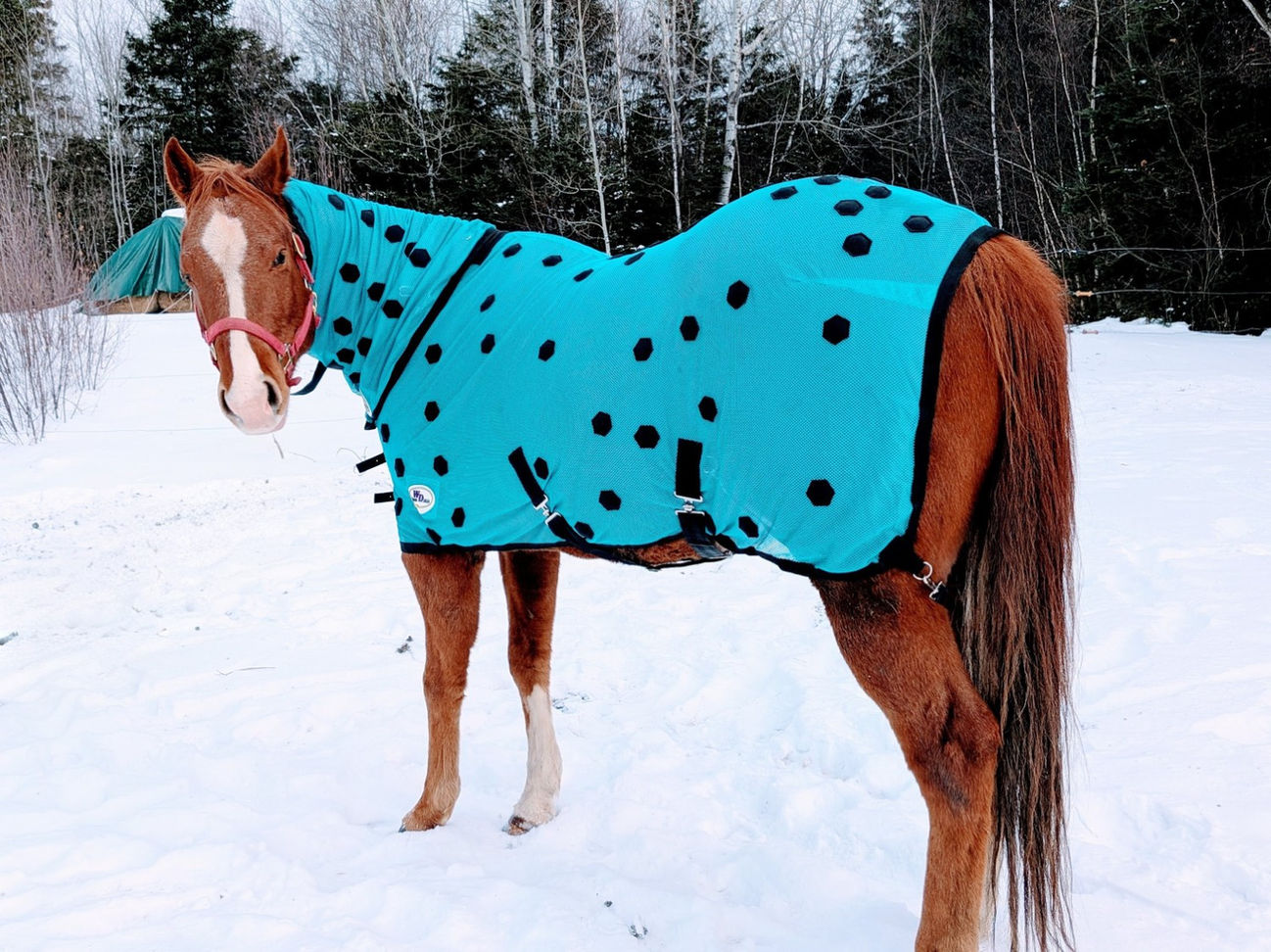 Couverture et cou magnétiques pour chevaux avec technologie FIR, favorise circulation, détente musculaire, récupération