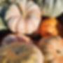 pumpkin 8.jpg