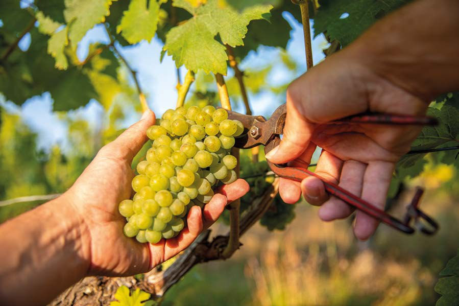 Grappe de raisin blanc coupée au sécateur pendant les vendanges