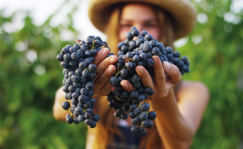 Vendangeuse tenant deux grappes de raisin noir