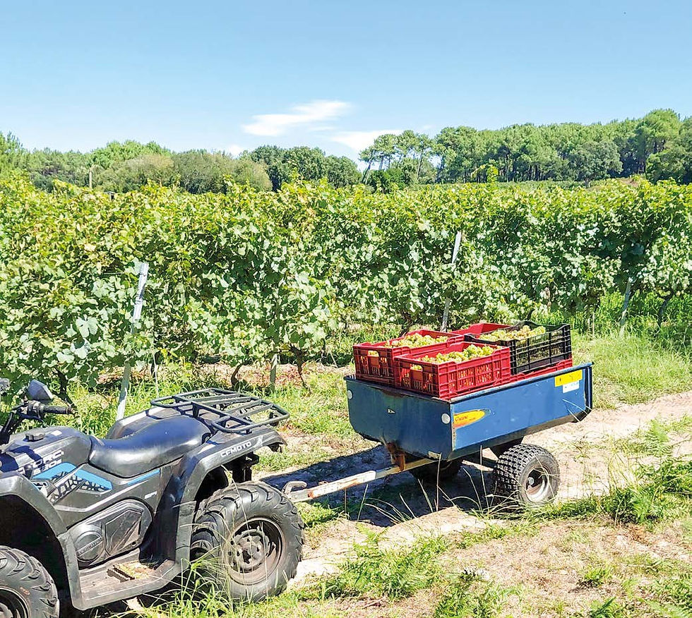 Capbreton, de la vigne à la dune boisée : la boucle du tuc des neuf églises