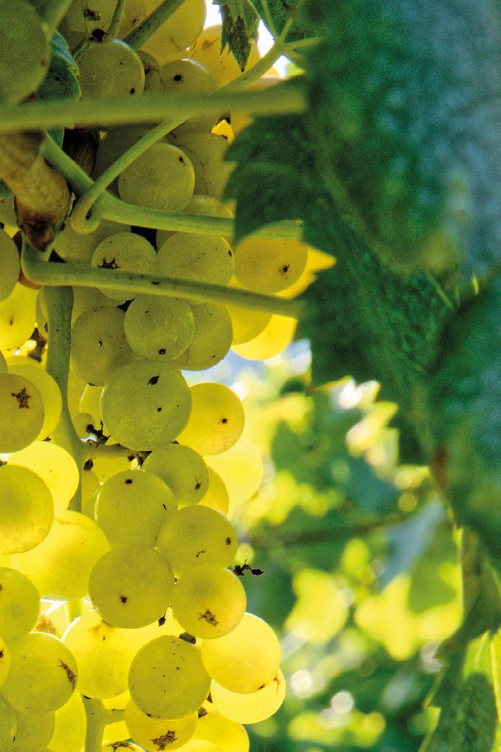Le raisin landais, la vigne qui tenait les dunes de Capbreton