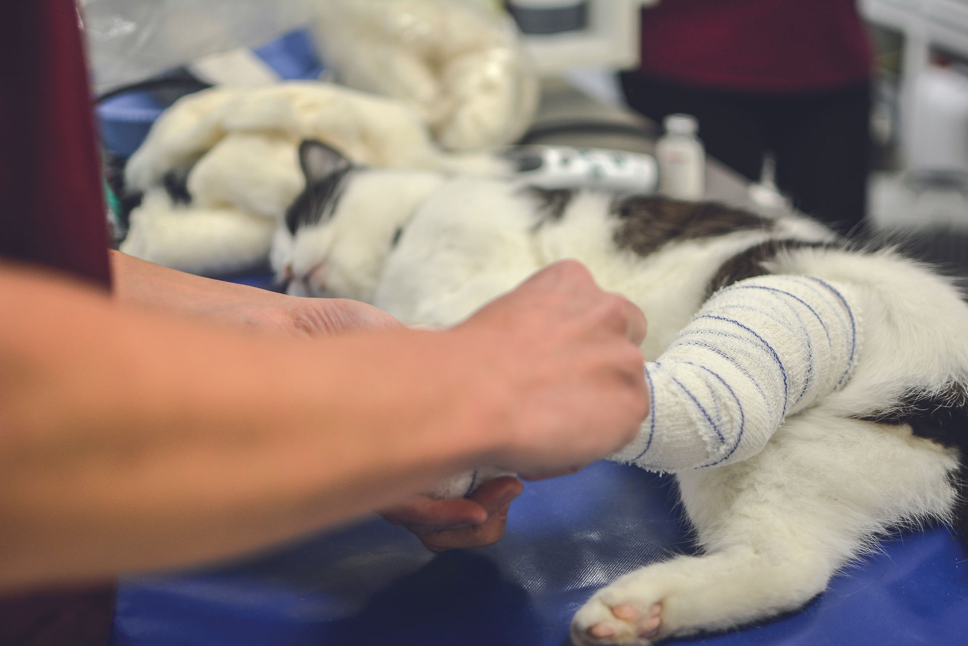 Chat avec une patte bandée