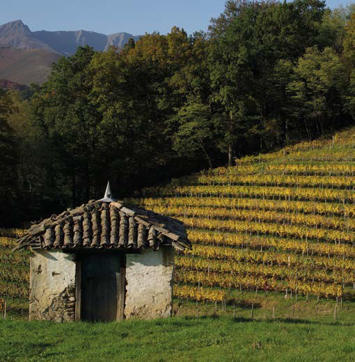 Vignoble et cabane au Pays basque