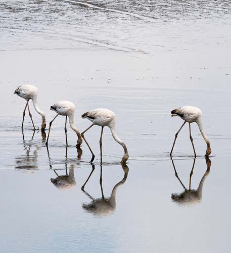 Spatules blanches au marais d'Orx