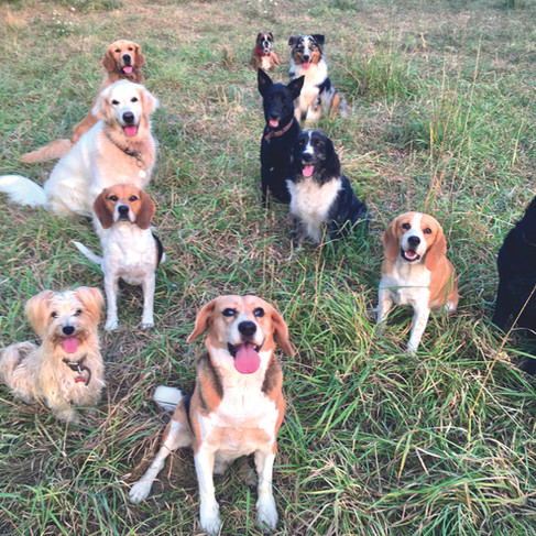 la balade des chiens