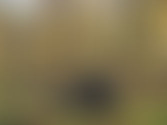 FORÊT D’IRATY SENTIER DE ZURZAI