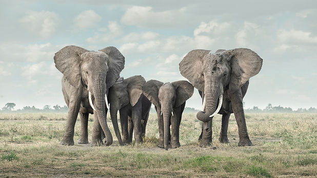 Solice, Amboseli, Kenya, 2019_edited.jpg