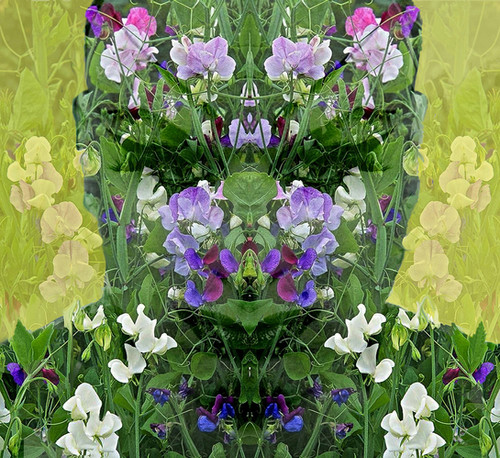 Cicada 2021 Hk Gallery