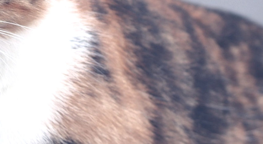 calico cat_edited.jpg