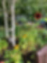 Sun Flowers.jpg