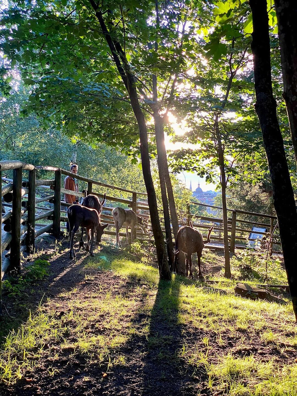 Skansen – Park dzikich zwierząt