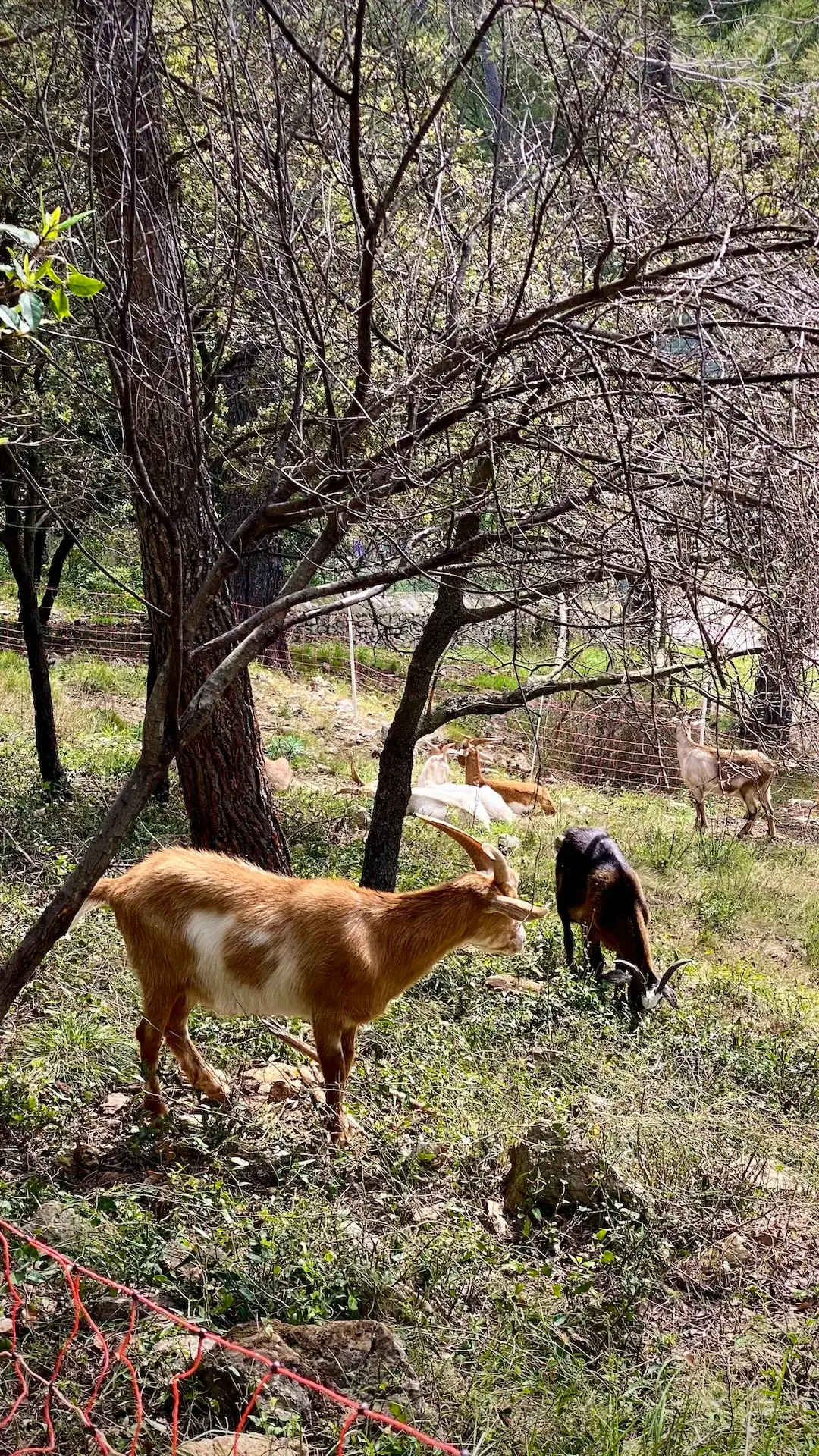 Trasa spacerowa na Mont Faron