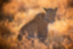 leopard-safari.jpg