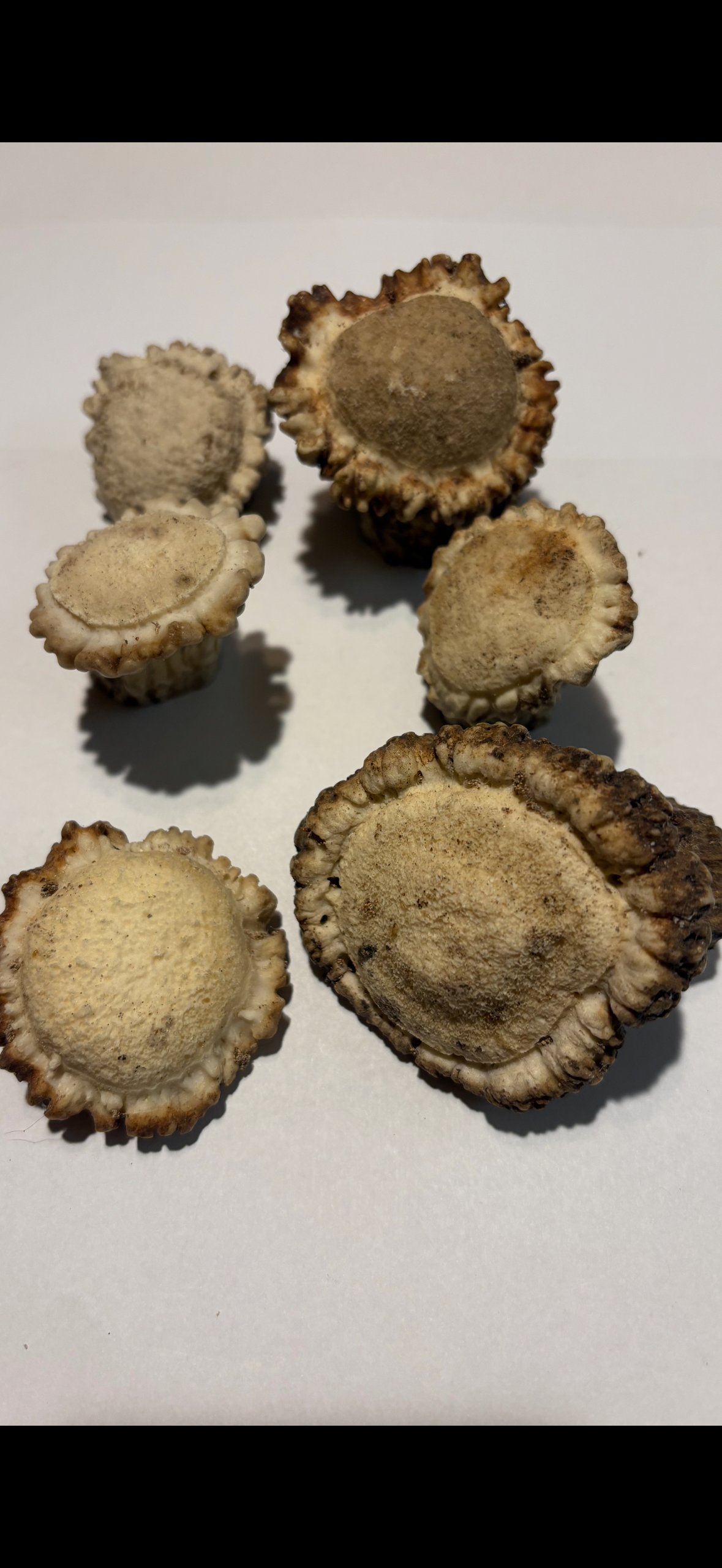 Antler Burrs for Craft Making