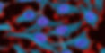 Fluorescent HeLa Cells