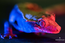 lizzard.jpg