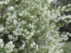 Linnaea Design Flower Gardens
