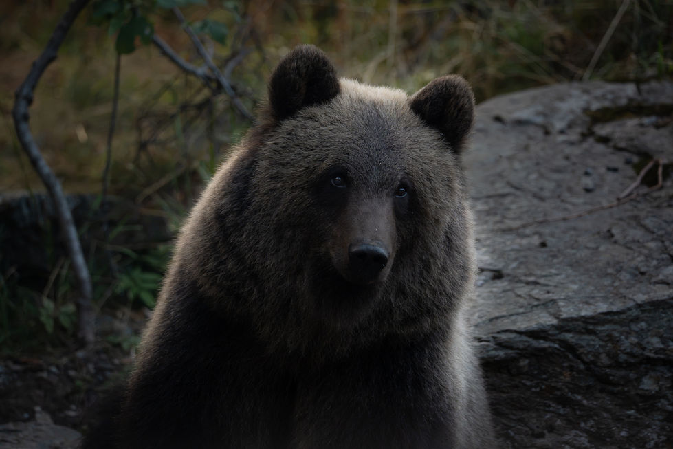 Bear