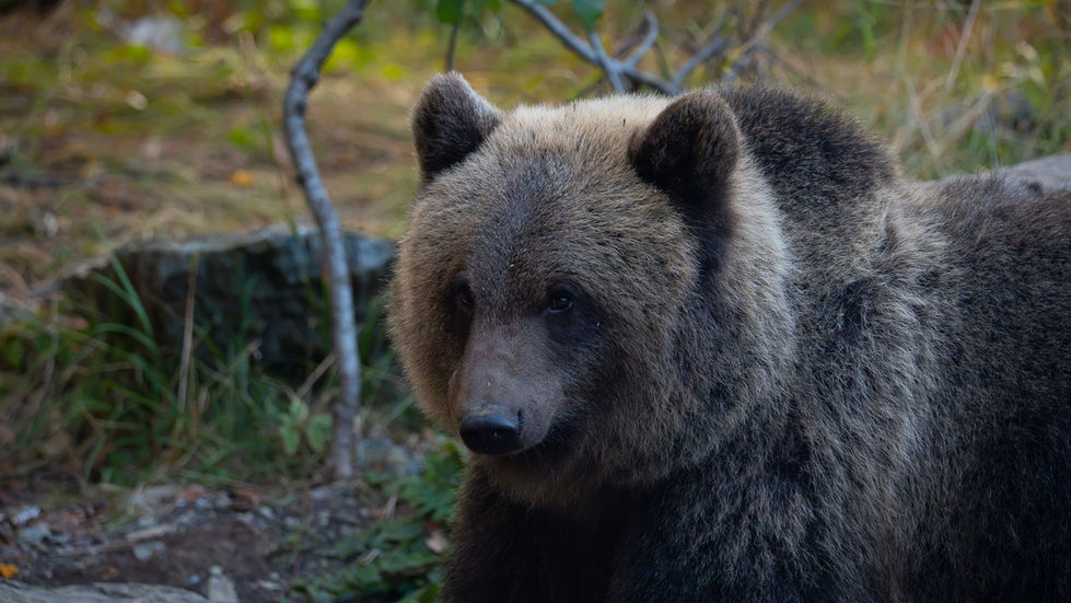 Bear