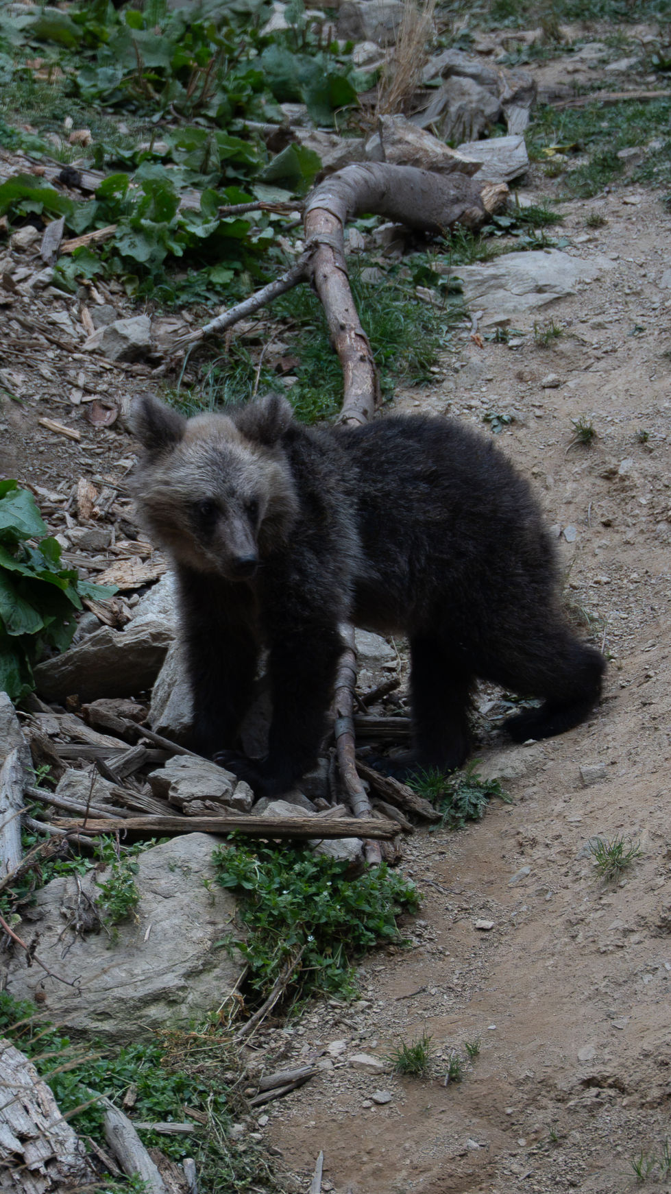 Bear